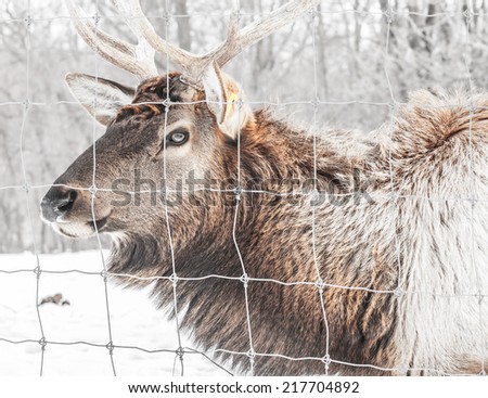 Photograph of elk through the fence / Elk in a fence  