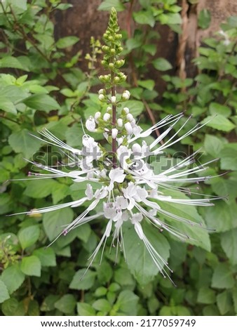 Cat's whiskers plant which has the Latin name Orthosiphon aristatus, Apart from being an ornamental plant, cat's whiskers plant is also commonly used as a herbal medicine for certain diseases. Royalty-Free Stock Photo #2177059749