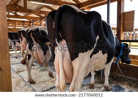 Cows on dairy farm. Cows breeding at modern milk or dairy farm. Cattle feeding with hay. Cattle breeding rear view milk udder Royalty-Free Stock Photo #2177060011