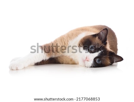 Relaxed snowshoe cat lying isolated on white background and looking to the camera