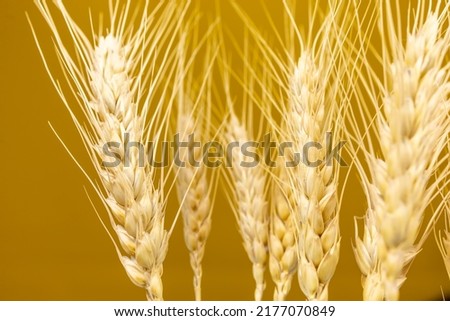 macro photography Spikelets of wheat on a yellow background