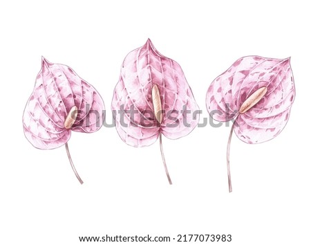 Watercolor anthurium flowers on a white background for the design of fabrics, wallpaper, textiles, interior, clothing, etc. Botanical commercial illustration.