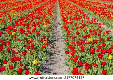 tulip field in the Netherlands - red and yellow tulips