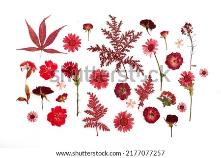 Red pressed dried flower pattern isolated on white background Royalty-Free Stock Photo #2177077257
