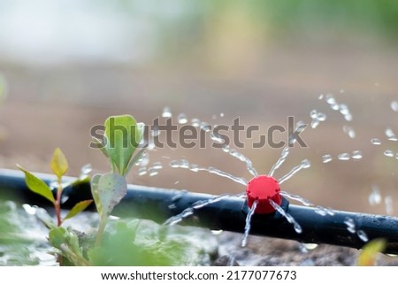 Close up view of drip irrigation pipe puring water into the plantation in the orchard Royalty-Free Stock Photo #2177077673