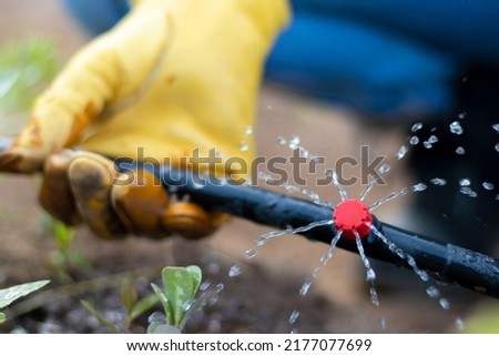 Close up view of hand holding a drip irrigation pipe while watering the vegetables in the process of growing Royalty-Free Stock Photo #2177077699