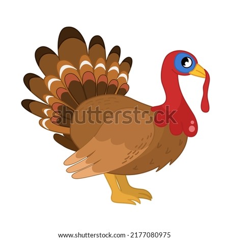 Vector  illustration of cartoon cute turkey isolated on white background. Farm animals collection. Thanksgiving illustration of turkey.