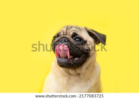 funny cute little puppy pug on bright yellow bright background with copy space. Banner adorable dog with tongue hanging out making happy face and smiling studio portrait. Purebred Dog Concept. Royalty-Free Stock Photo #2177083725