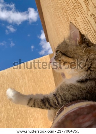 A cat lying down looking at the sky
