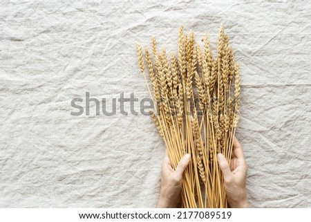 Close up ripe yellow ears of wheat on woman hands on beige color textile background. Top view ears of cereal crops, natural organic wheat grain crop, harvest concept, minimal design, cereals plants