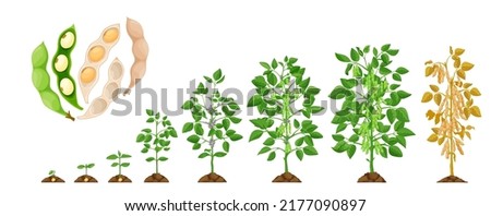 Soy growth stages, soybean vegetable plant grow cycle, vector seedling phases. Soy beans growing process from seed in soil to sprout, garden and agriculture, vegetables crop and farm harvest Royalty-Free Stock Photo #2177090897