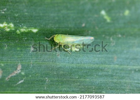 Tiny leafhopper on a corn leaf. Royalty-Free Stock Photo #2177093587