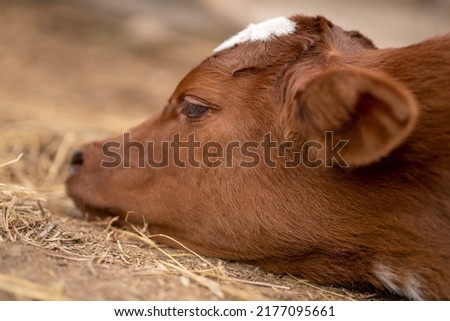 calf. sad look. farm life. Royalty-Free Stock Photo #2177095661