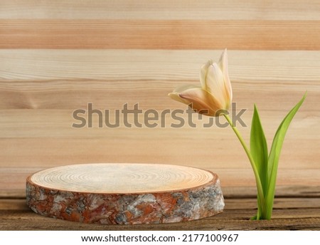 Abstract empty podium of cylinder shape and tulips for product. Pedestal for cosmetic product and packaging mockups display presentation