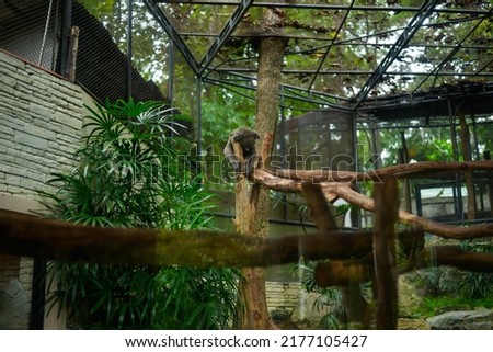 Young koala bear sleeping on the wooden post in the zoo
