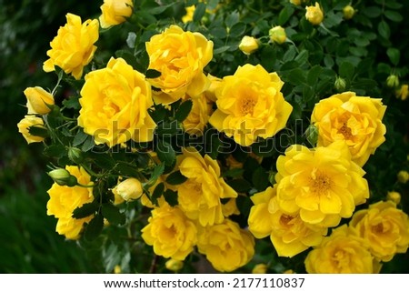 Bush of climbing yellow roses in the garden