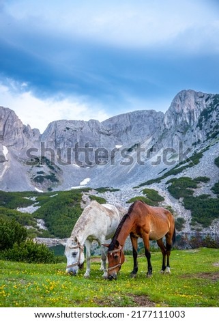 Two horses eating fresh green grass in the mountain