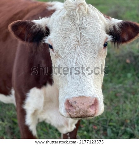 Cow in the field pasture Royalty-Free Stock Photo #2177123575