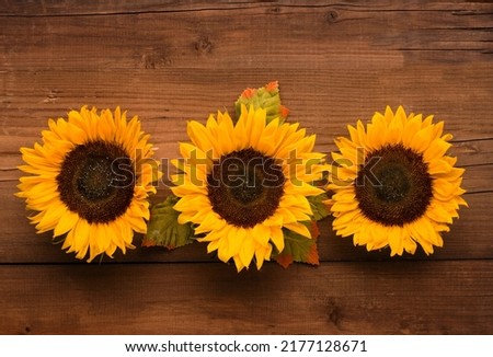 Autumn holiday greeting card. Beautiful fresh sunflowers with leaves on rustic wooden background.  Posters, web banners. Fall, thanksgiving day concept. Flat lay, top view.