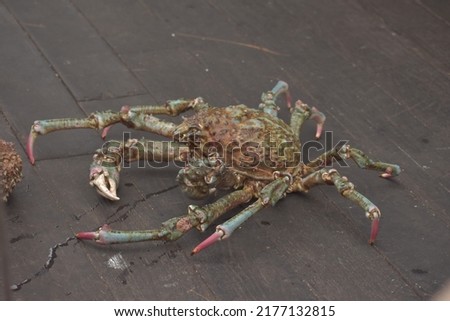 Picture of Live Spider Crab