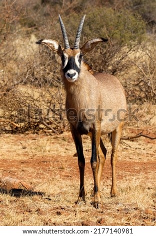 Roan antelope bull, game farm, South Africa  Royalty-Free Stock Photo #2177140981