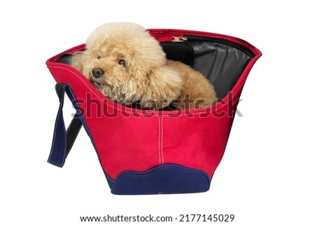 Poodle dog sitting in a travel carrier, travel dog. travel bag with Poodle dog in front of white background