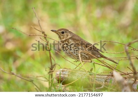 Song thrush (Turdus philomelos) in the forest. Royalty-Free Stock Photo #2177154697