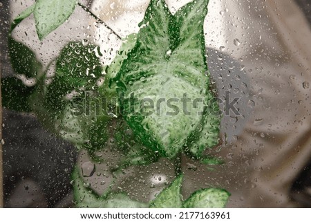 Water drops on the glass. The green leaves of the plant are blurred against the background. Top view.