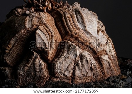 Dioscorea Elephantipes plant super close up on the caudex woody body cracking  texture with isolated black background