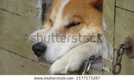 a dog in a booth. beautifull portrait of a red dog. Close-up photo of a dog