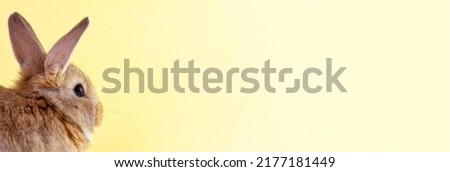 small brown fluffy easter bunny with big ears and white whiskers on pastel yellow background with copy space, photo banner. Concept for spring holidays