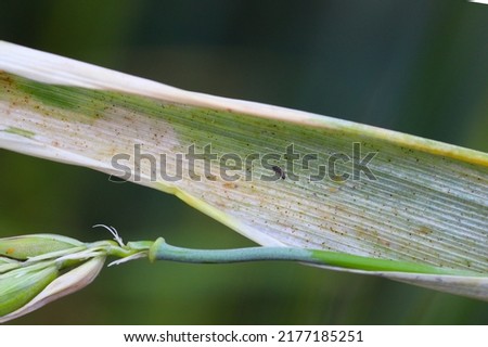 Thrips damaged barley plants. Flag leaf chlorotically discolored. Insects feed on the inner side of the leaf, near the ear. Royalty-Free Stock Photo #2177185251