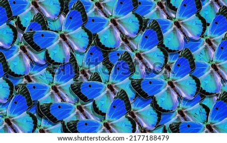 bright blue butterflies abstract background.