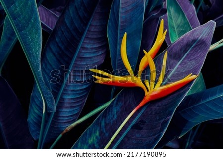 heliconia flower blooming on dark nature background