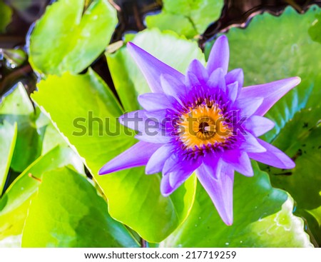 Close up shot of violet lotus blossom image .