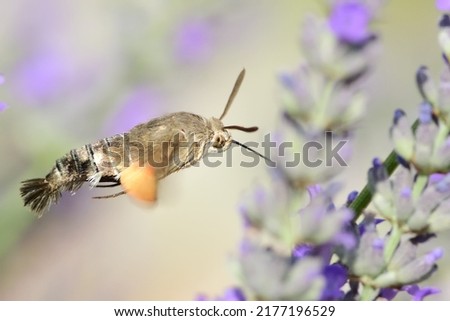 The hummingbird hawk-moth (Macroglossum stellatarum) is a species of hawk moth found across temperate regions of Eurasia. The species is named for its similarity to hummingbirds.