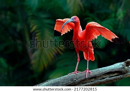 Closeup of scarlet ibis with wings wide open on tree trunk over dark forest background. Brazil Royalty-Free Stock Photo #2177202815