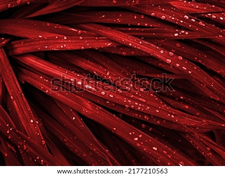 grass blades of red color with drops of dew