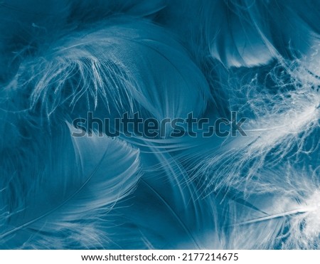 Beautiful abstract blue feathers on white background, white feather texture and blue background, feather wallpaper, blue texture banners, love theme, valentines day, gray gradient Royalty-Free Stock Photo #2177214675