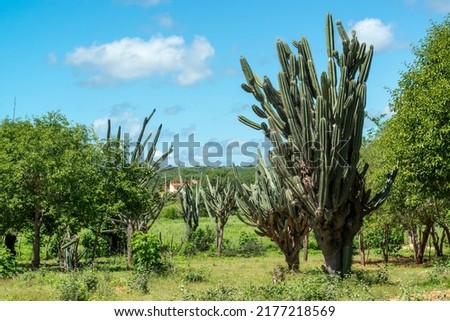 Brazilian caatinga biome in the rainy season, highlighting the Mandacaru cactus in Cabaceiras, Paraíba, Brazil. Royalty-Free Stock Photo #2177218569