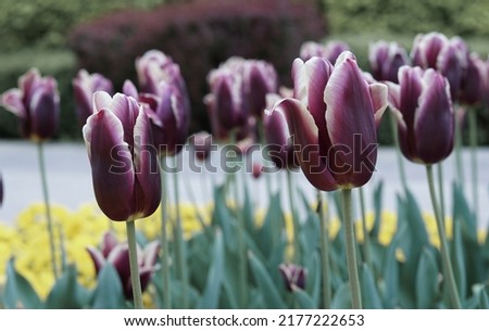 tulip flowers with green leafy background, blooming in tulip field, against blurry tulip flowers background for postcard decoration and agriculture concept design