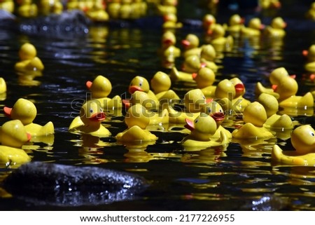 Duck racing on a river