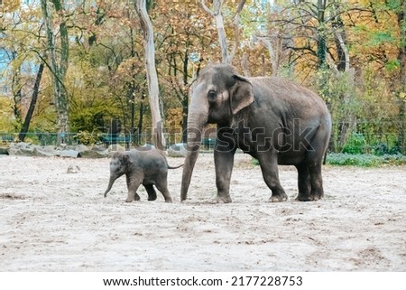 Two elephants in a zoo. Mother and calf are walking in the national park. Wildlife concept. African elephant baby elephant protected by adults in a herd.