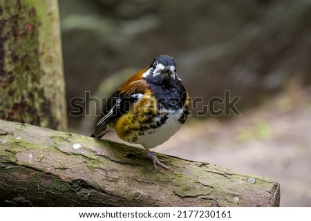 Chestnut-backed thrush Geokichla dohertyi. A ground thrush species endemic to Lombok, Timor and the Sunda Islands in Indonesia. Royalty-Free Stock Photo #2177230161