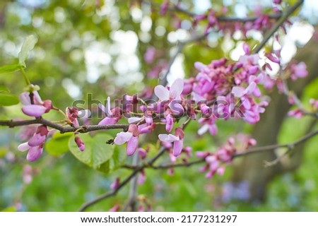 Close up Judas tree (Cercis siliquastrum) branch in full bloom with pink flowers, early spring. Royalty-Free Stock Photo #2177231297