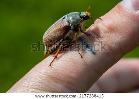 The maybug is crawling on a man's hand on a blurred background of green grass. Cockchafer, arthropod pest that causes damage to agriculture. Beetle on a spring sunny day. Extra close up. Royalty-Free Stock Photo #2177238415