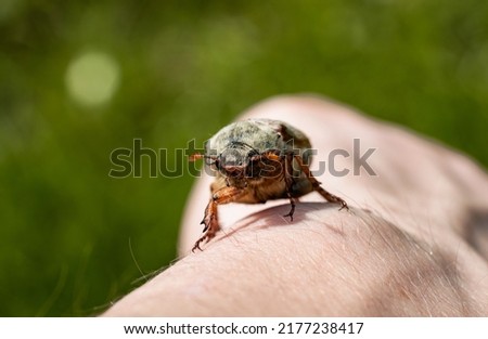 The maybug is crawling on a man's hand on a blurred background of green grass. Cockchafer, arthropod pest that causes damage to agriculture. Beetle on a spring sunny day. Extra close up. Royalty-Free Stock Photo #2177238417