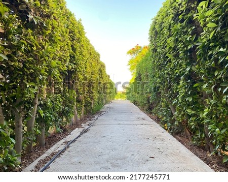 Green passage corridor plants along Royalty-Free Stock Photo #2177245771