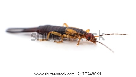 One small earwig isolated on a white background.
