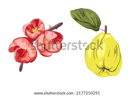 Vector illustration with quince, flat style